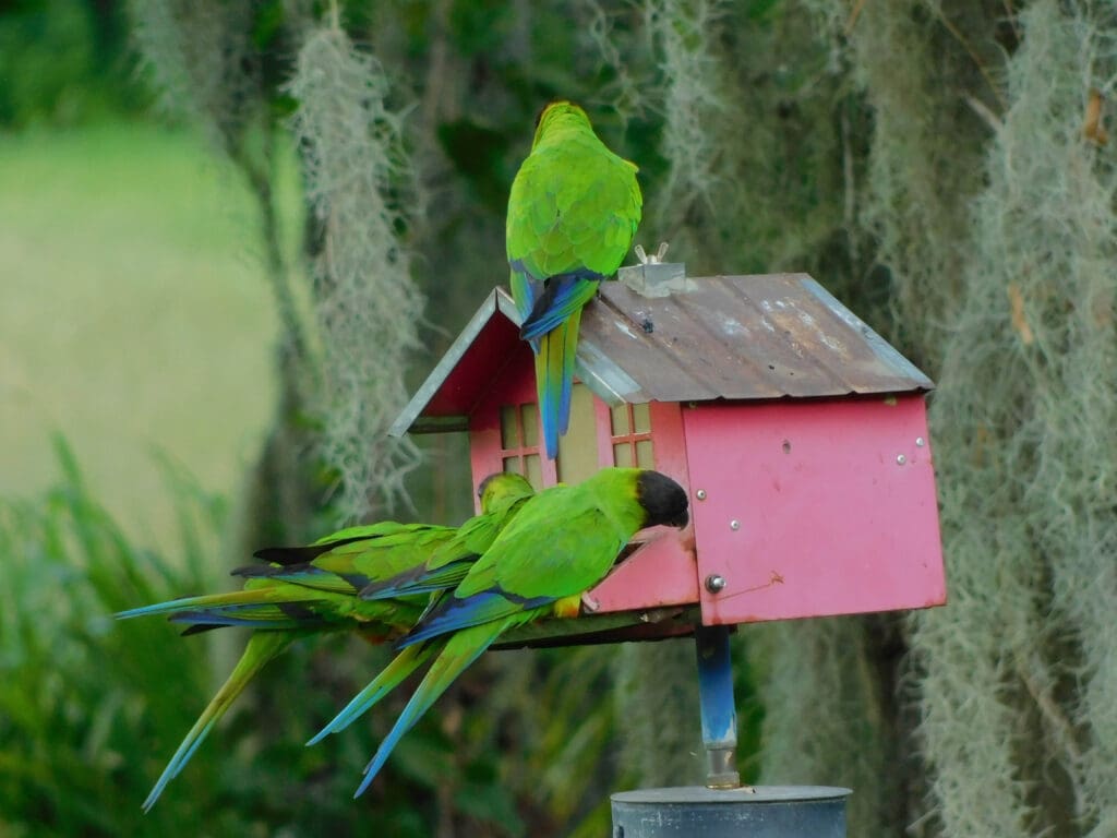 A group of birds perched on top of a pink bird house.