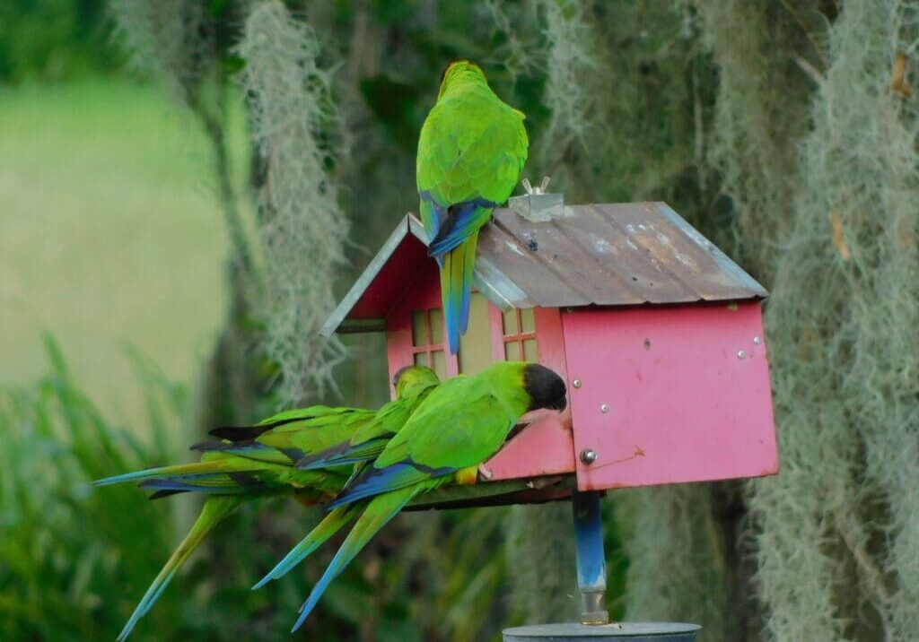 A group of birds perched on top of a pink bird house.